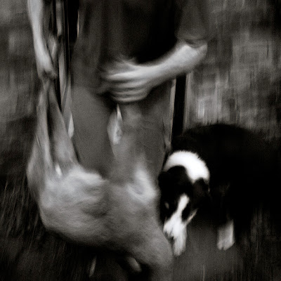 tableau de chasse, l'homme, le chien et le chevreuil, hunting scene, photo © dominique houcmant