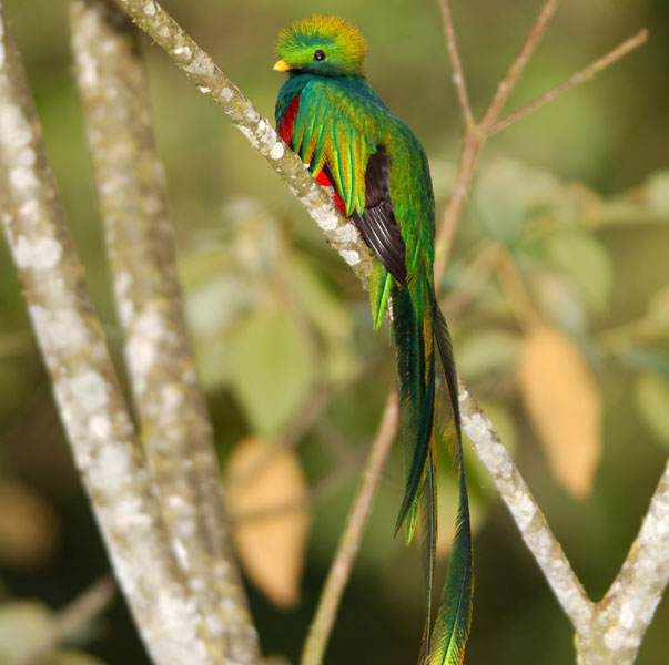 male-quetzal-vertical.jpg