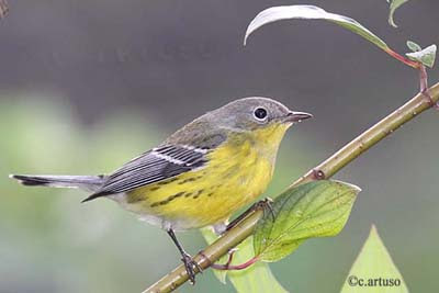 Christian Artuso: Birds, Wildlife: 21 confusing fall warblers