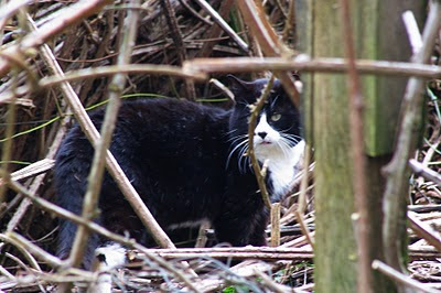 feral cat black and white tuxedo tom in the brush