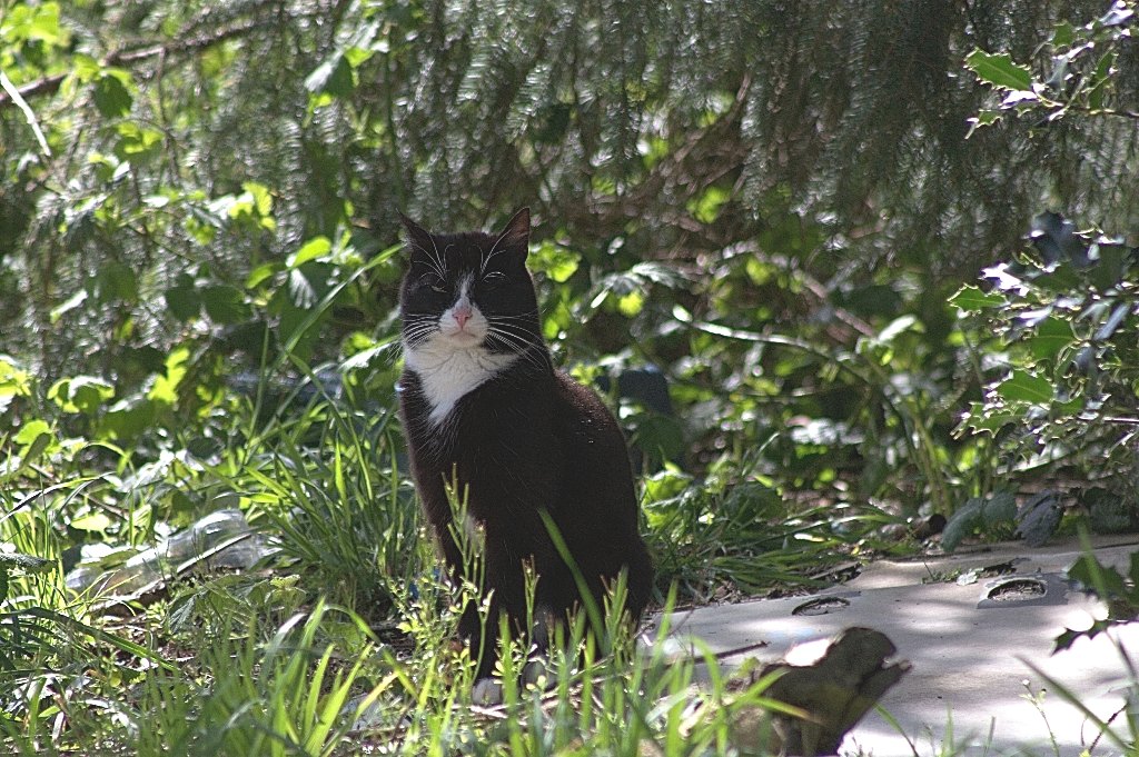 The Feral Life Compassion Cats Tuxedo in the Woods Feral Cat Photo