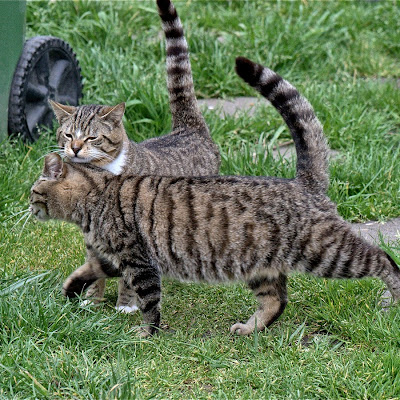 Affection, a feral tabby cat mother and her adult son