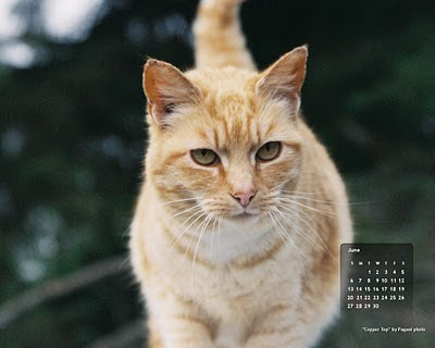 free desktop wallpaper cat calendar for June - Coppertop. Click on image to get full-size, then right-click and save as background