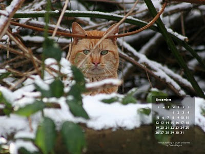 free December 2010 desktop wallpaper calendar, hunting cat in snow - Click on image to view full size, then RIGHT CLICK to save as desktop wallpaper