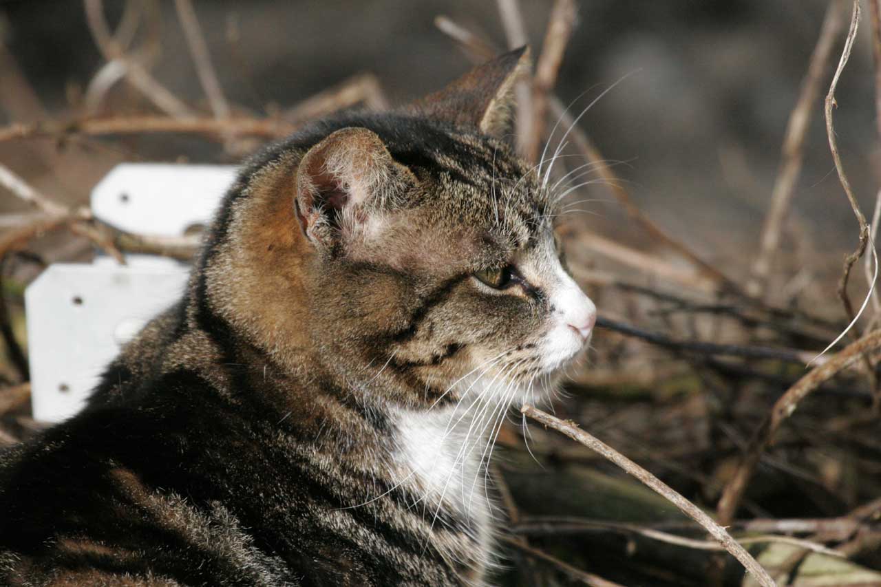 The Feral Life Compassion Cats Handsome Tabby Tux Feral