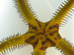 Yellow Brittlestar