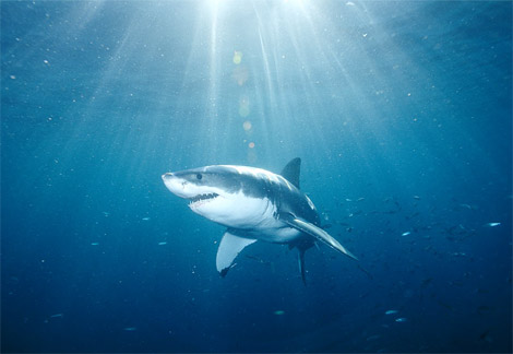 [great-white-shark.jpg]