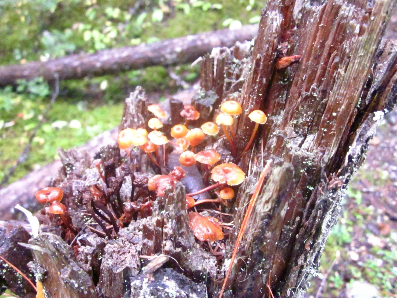 Here and There Mushroom hunting in Sicamous BC