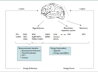 SabrinaInkpen_Biol 4550: Assignment 3 - Leptin Function