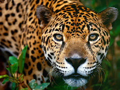 En Venezuela bióloga intenta salvar a misterioso jaguar