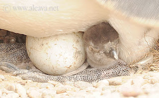 Pingüinos de Magallanes, la eclosión de los huevos