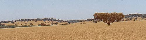 [alentejo.bmp]