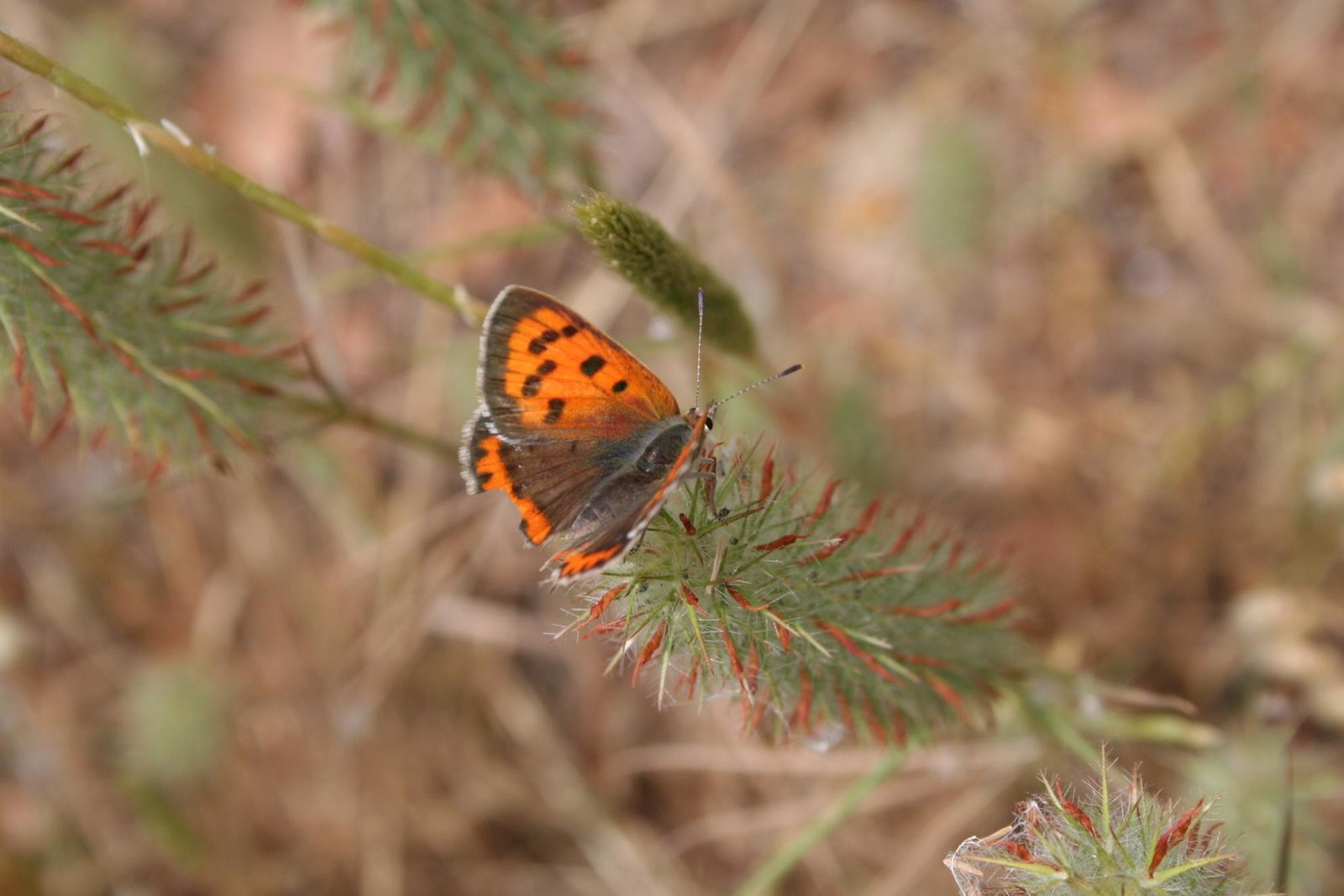 [Asas+Borboleta+29.jpg]