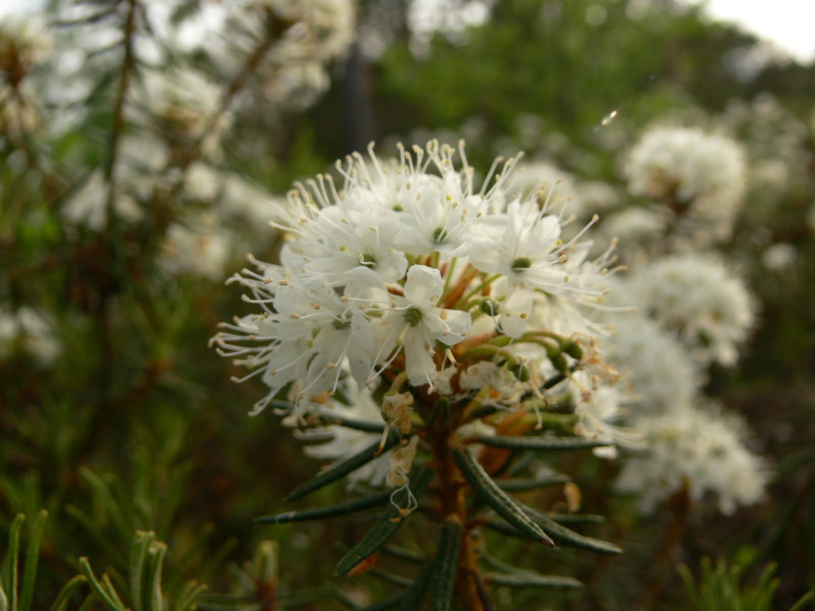 Looduspildid: Sookail, Ledum palustre, Labrador tea