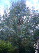 Eucalyptus Trees 2