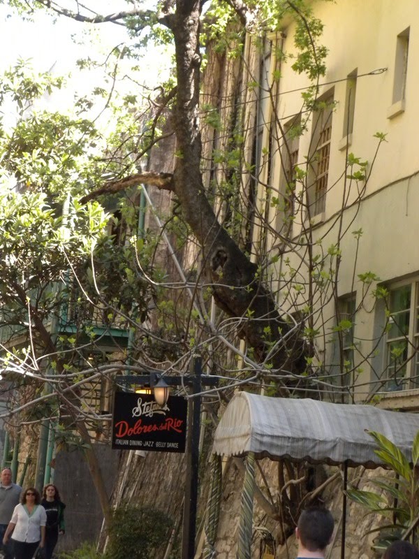 biostatprof Trees of San Antonio