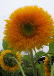 Sunny Sunflower