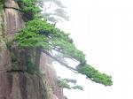 Tree on Cliff Face