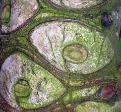 Photo - Detail/tree - Oxford Botanic Gardens