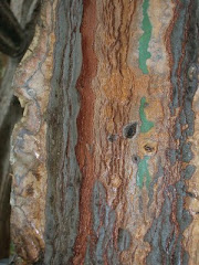 Photo - Detail/cactus trunk