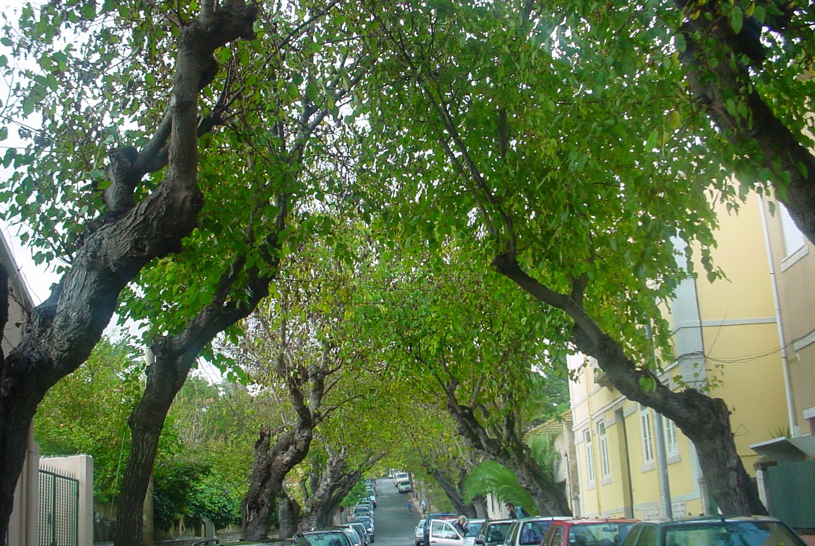 [rua+com+amoreiras+outono+2006.JPG]