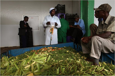 Back of a pickup truck full of vegetables, two men sitting with their feet in the veggies