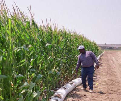 Man walking beside irrigated corn field -- corn is 10' tall, and beyond the edge of irrigation the soil is dry dust