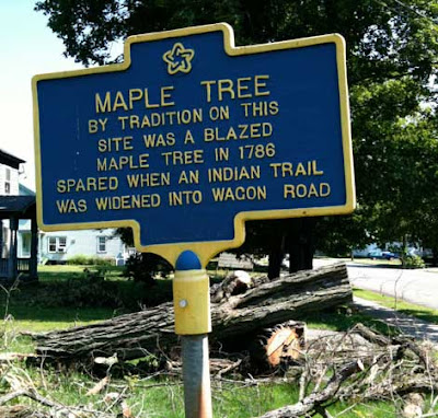 Blue historical marker sign reading MAPLE TREE By tradition on this site was a blazed maple tree in 1786 spared when an Indian trail was widened into a wagon trail. Behind the sign is a large tree, cut down in pieces