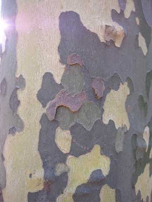 Tree bark that looks like camouflage