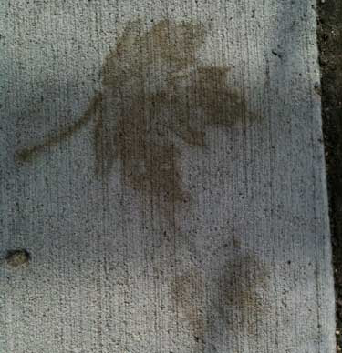 A third brown maple leaf print on concrete