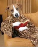 Brown and white mutt dog head on a human body, wrapped in a leopard print snuggy, lounging on a couch with a book