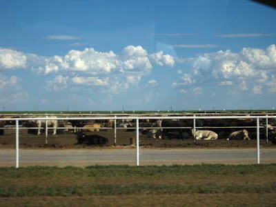 Many cows in a dirt field behind a fence