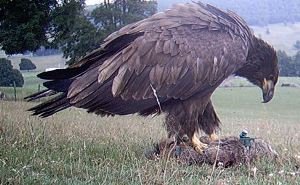 Hatch year Bald Eagle