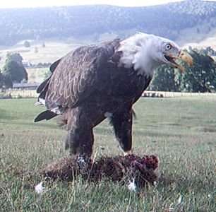 4-5 year old Bald Eagle