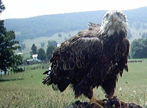 3-4 year Bald Eagle has a bad wind day
