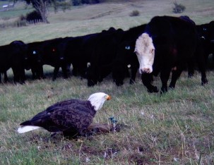 Adult Bald Eagle prepares to flee from cow