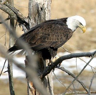 Adult Bald Eagle