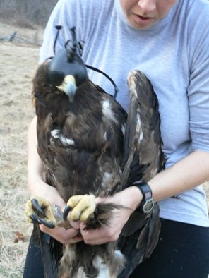 Golden Eagle "Virgil Caine" is outfitted with telemetry unit