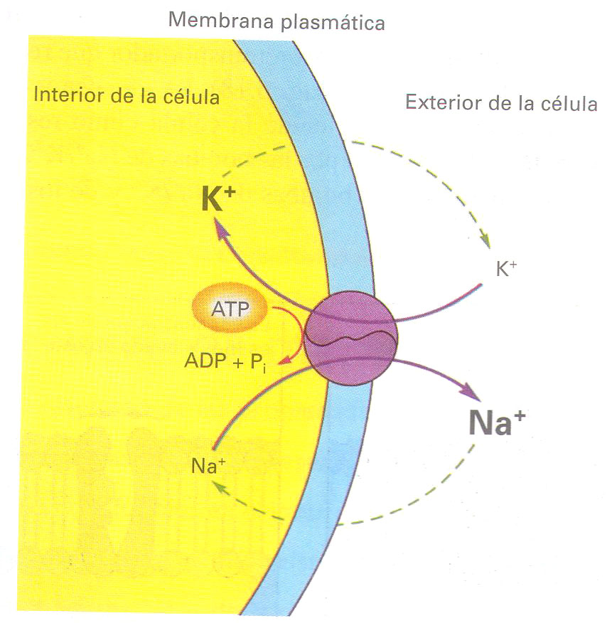 Permeabilidad De La Membrana Celular
