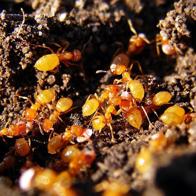 citronella-ants