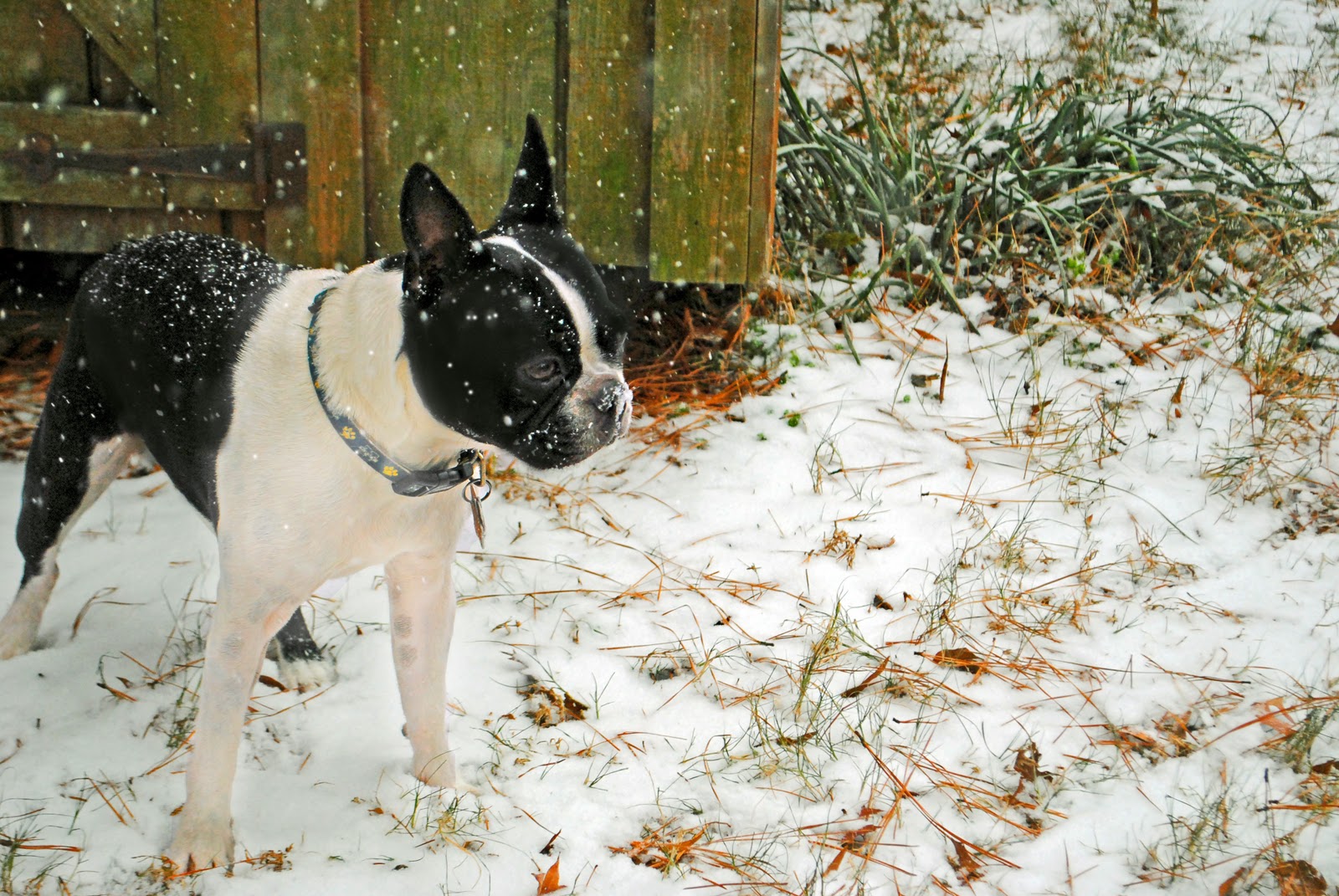 This Life of Ours Snow Dogs