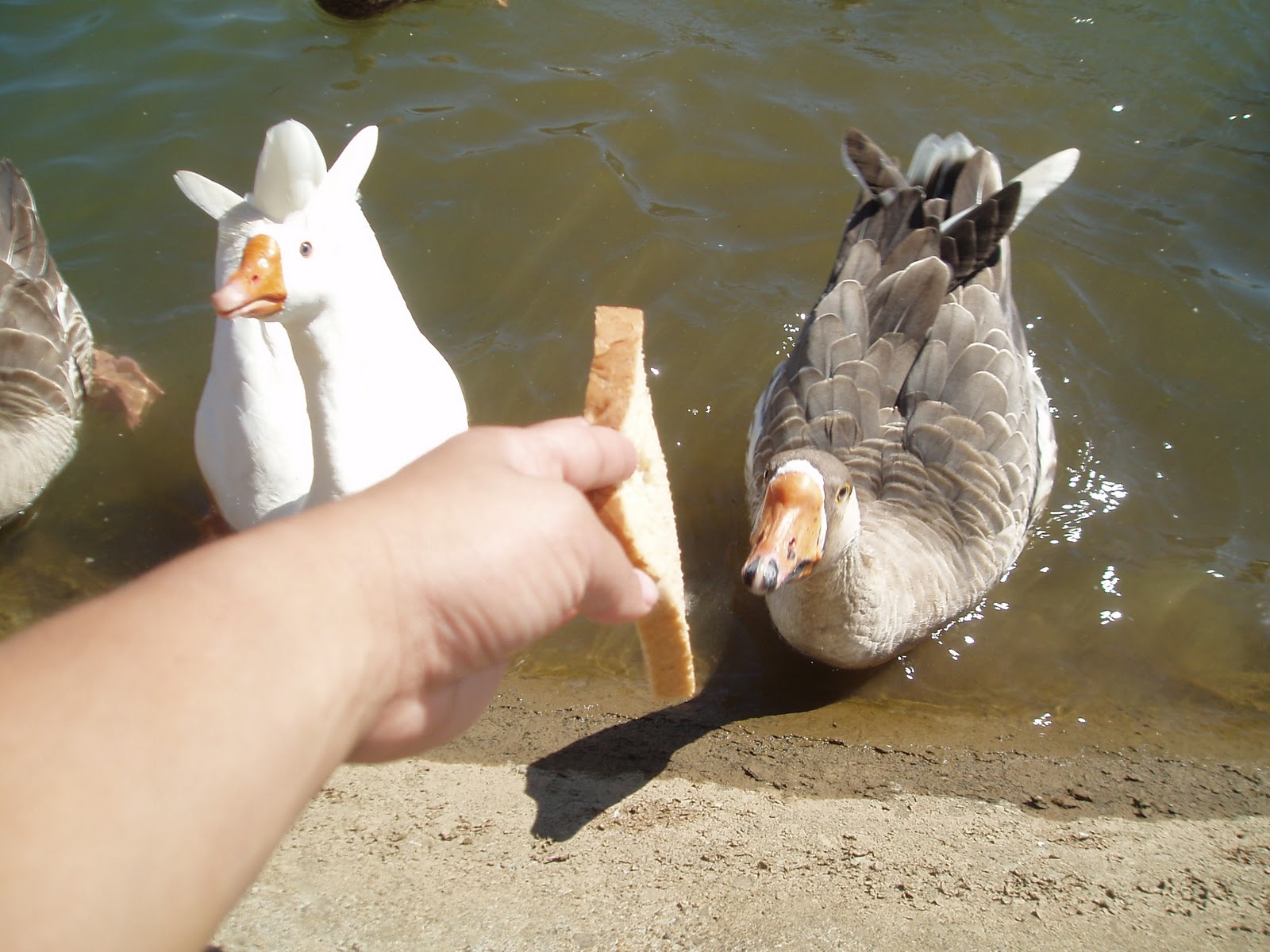 Knoxville MamaBelle: Best place to feed ducks