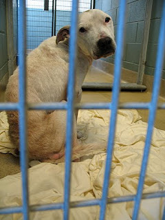 adams laurie lessons interview custody dogs drew wanting help long