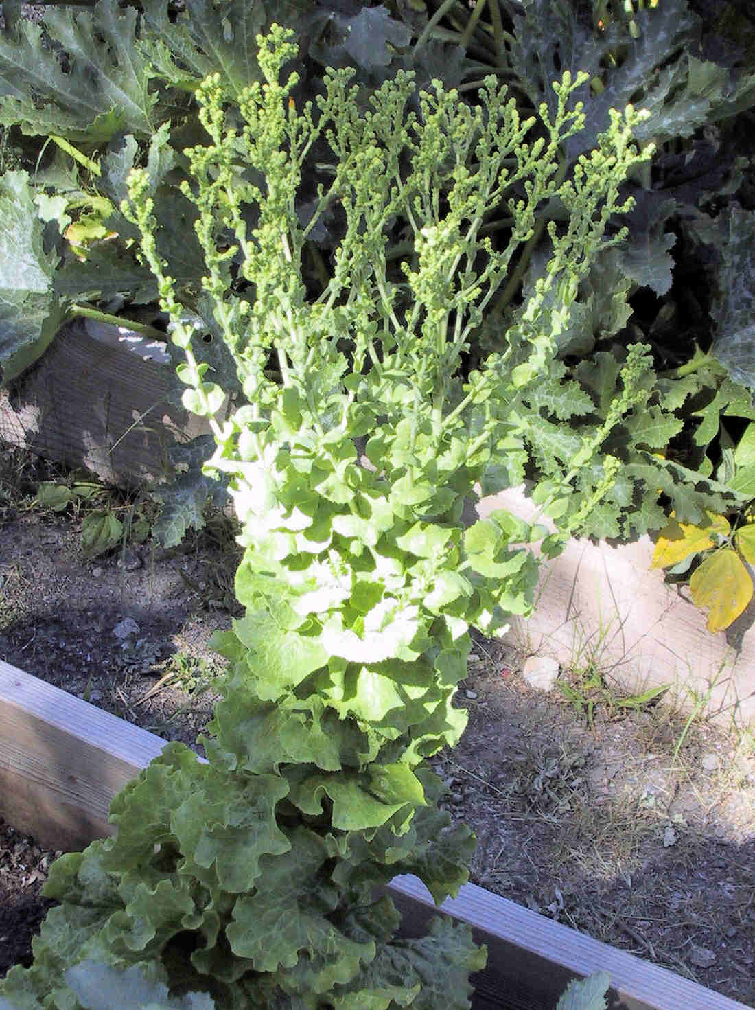 Front Range Food Gardener: Saving seed