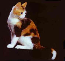 Warrior: Spottedclaw