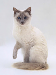 Creamfur (apprentice- Stormpaw)