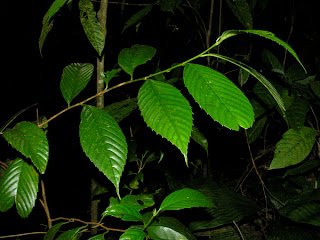 Resultado de imagen de Ticodendron incognitum hojas