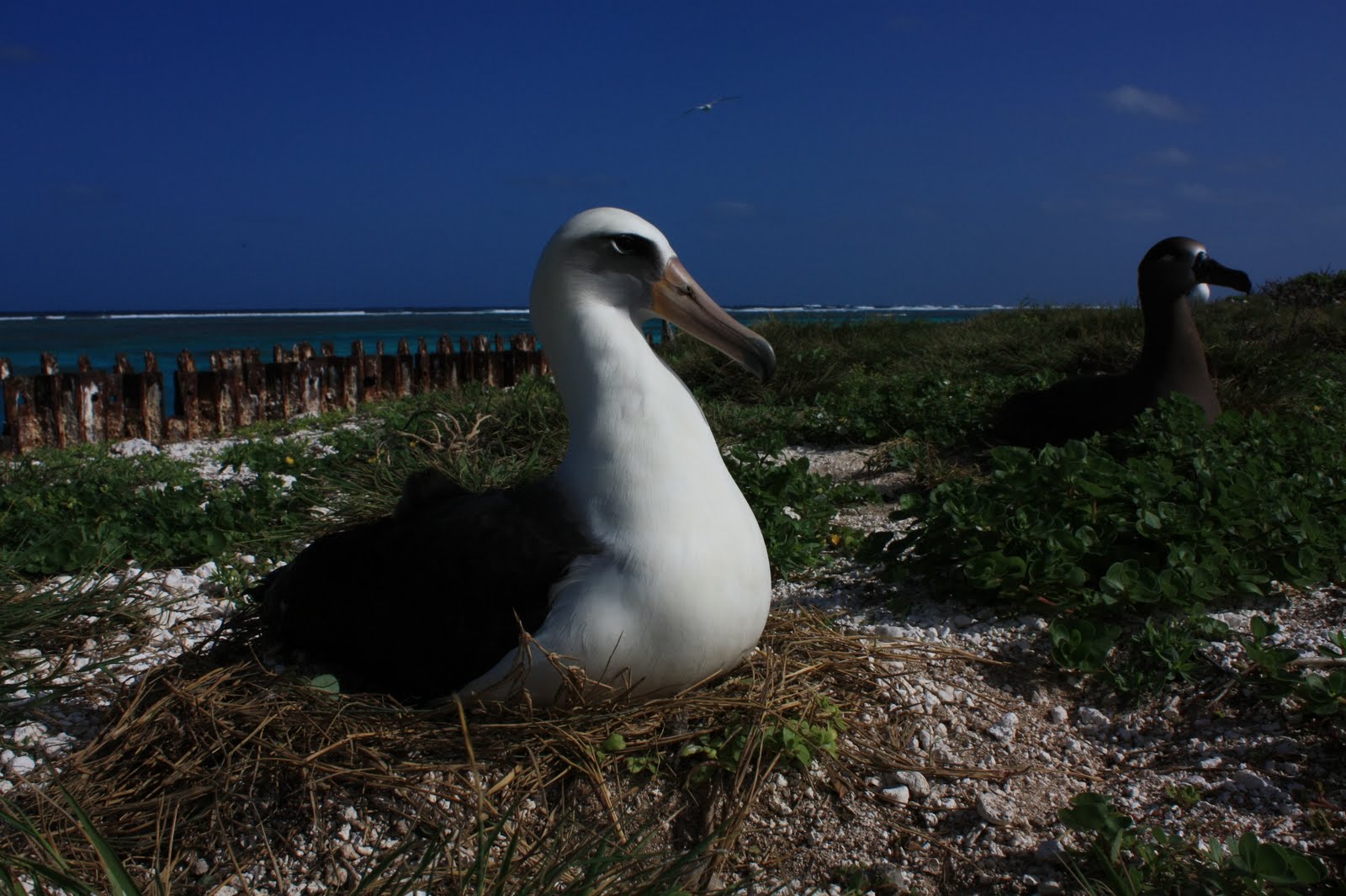 Tales from Tern Island Written Sunday 20th December Actually shaking a stick at albatrosses.