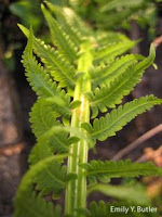 No seeds, no fruits, no flowers: no problem.: Edible Ostrich Ferns