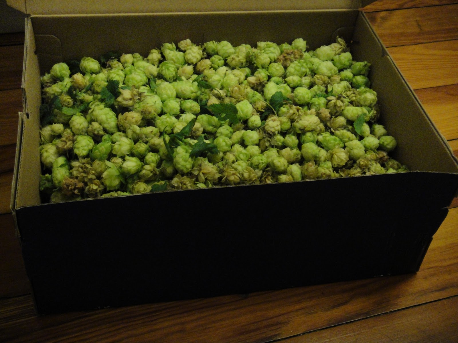 Life's Second Act Willamette Hops harvest.....in my Chicago backyard!!!